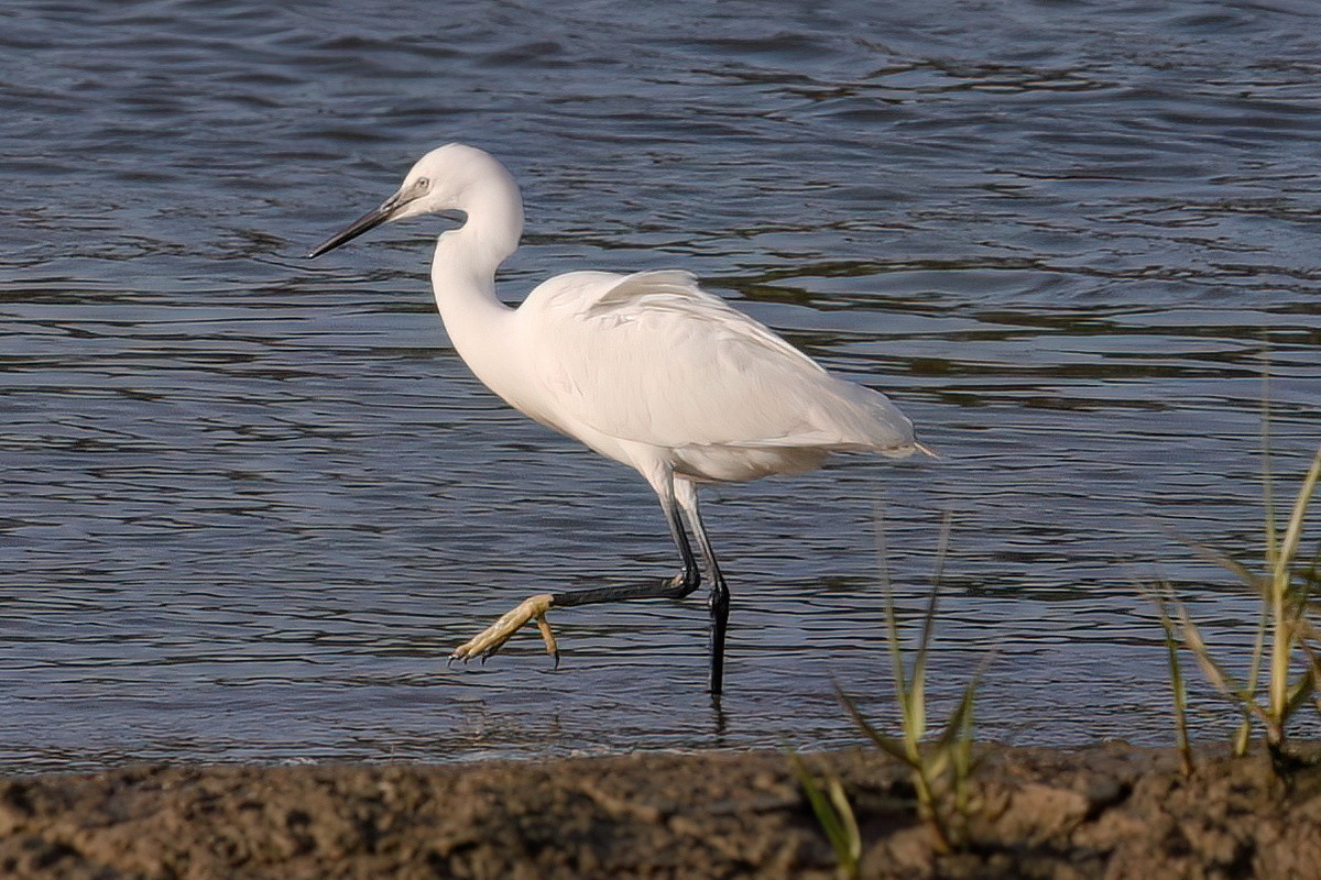 Little Egret - ML597173851