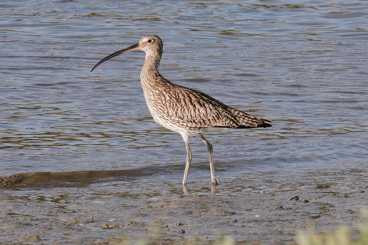Eurasian Curlew - ML597173881