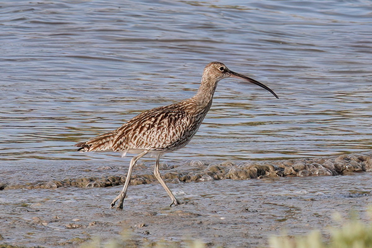 Eurasian Curlew - ML597173891