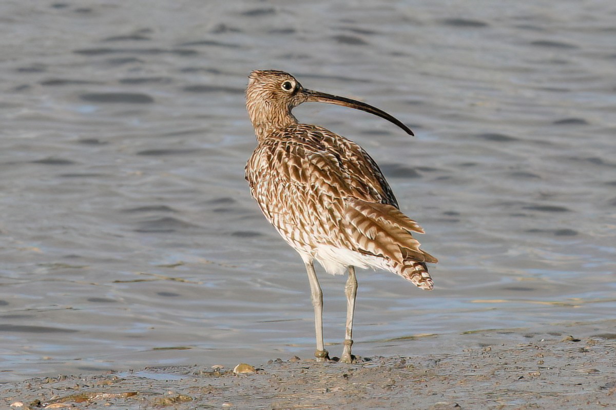 Eurasian Curlew - ML597173911