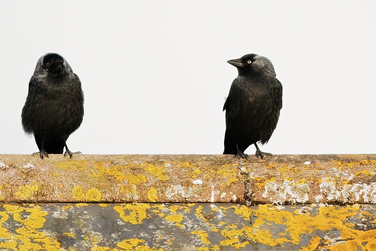 Eurasian Jackdaw - ML597173961
