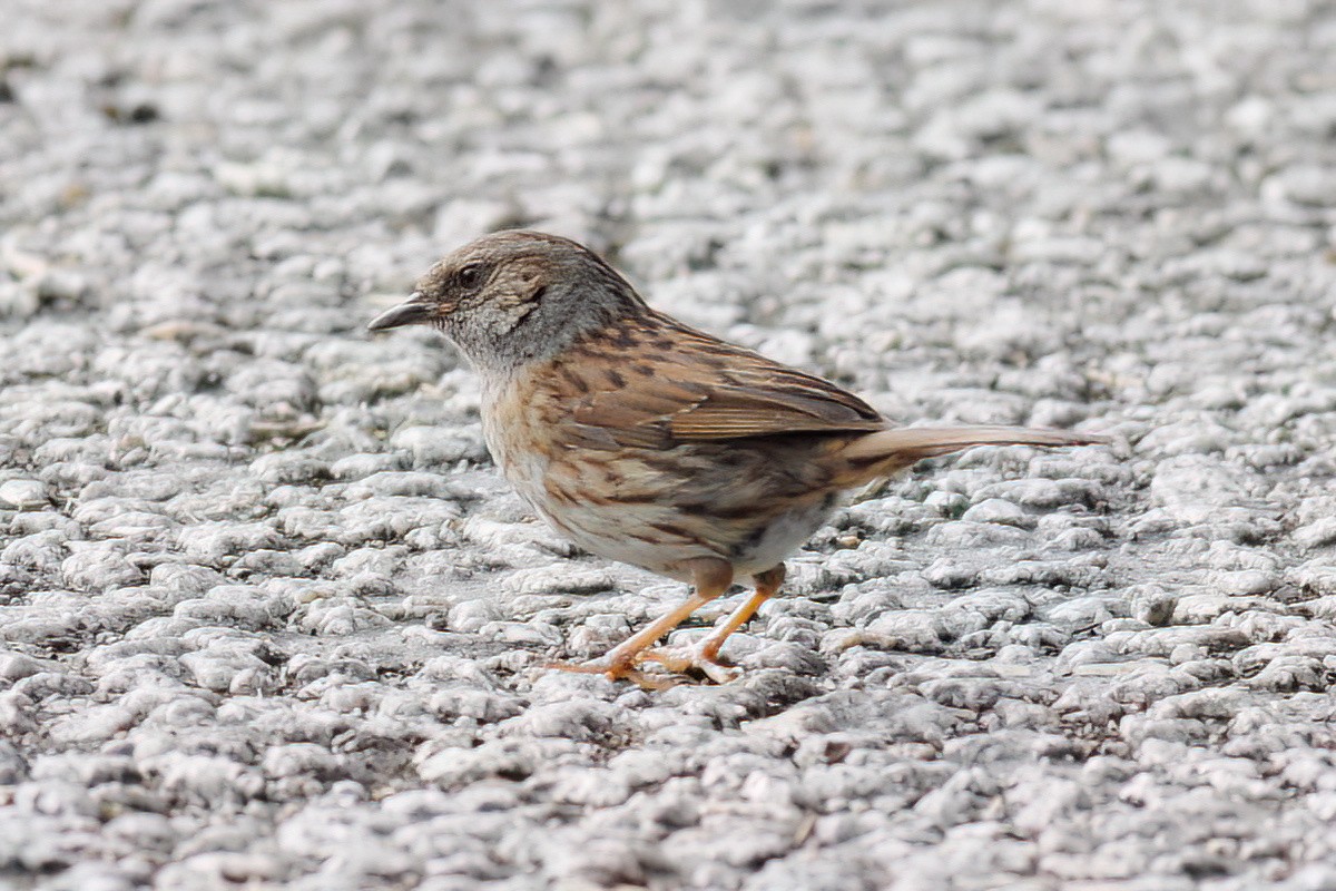 Dunnock - ML597174001
