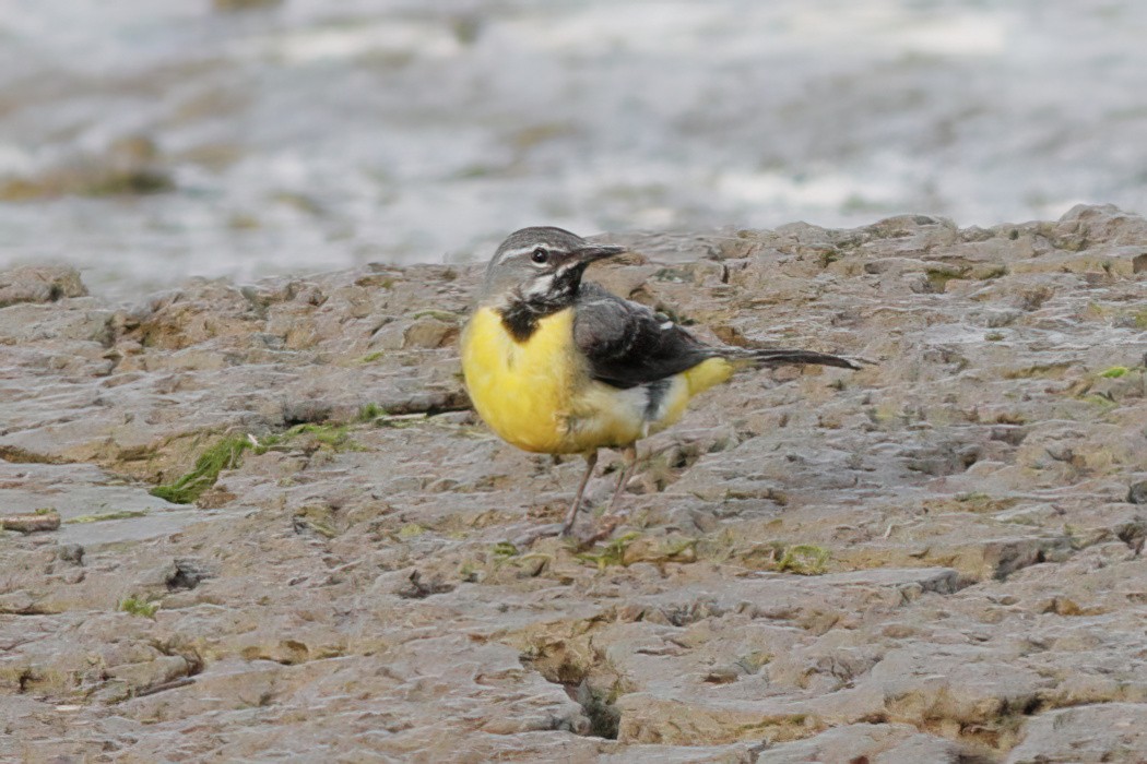 Gray Wagtail - ML597174181