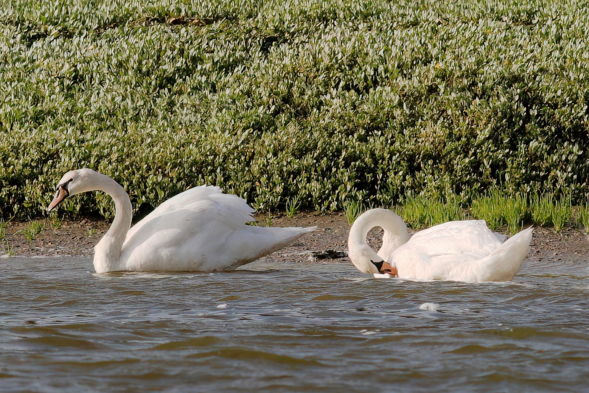 Mute Swan - ML597174281