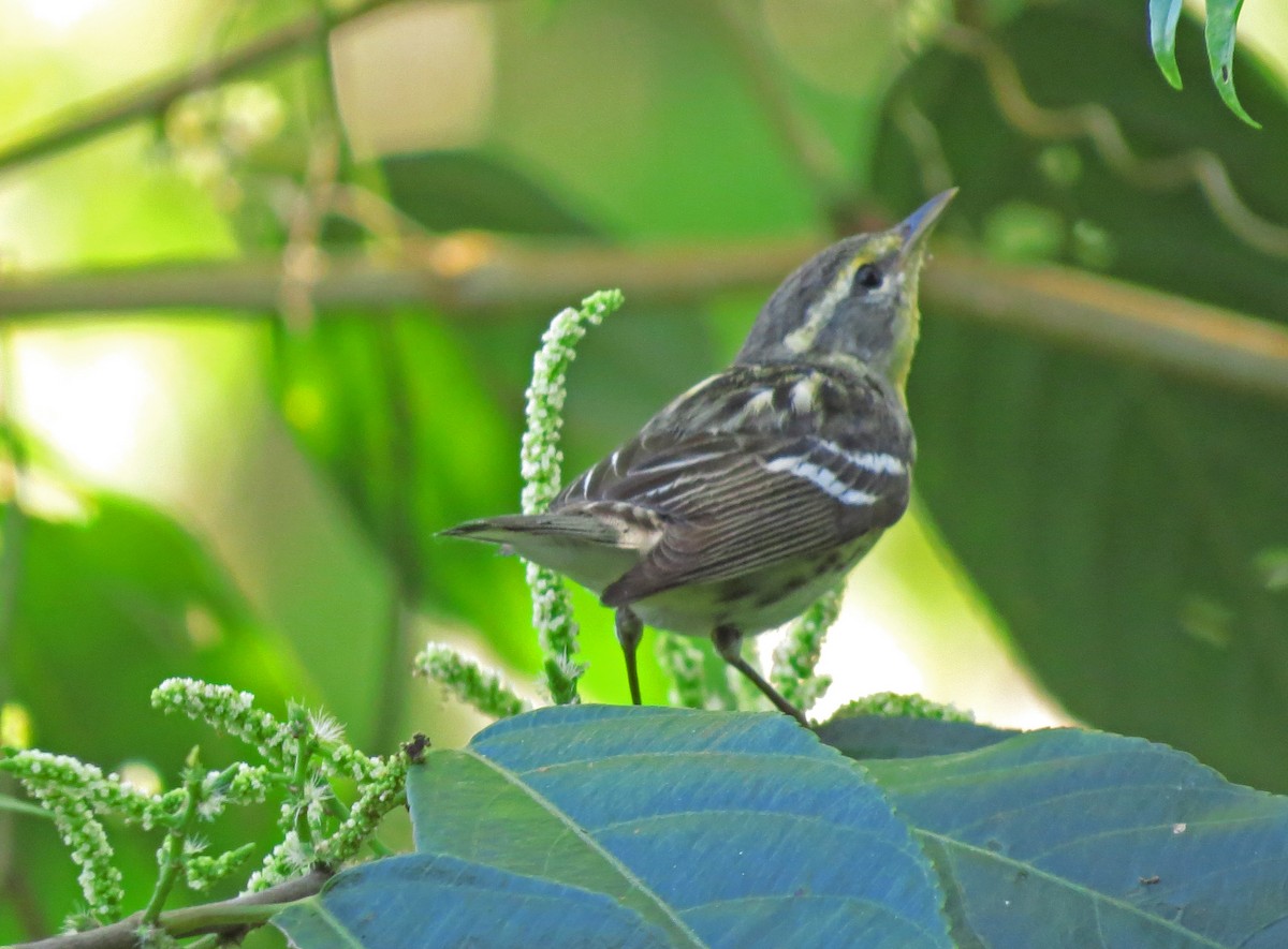 Blackburnian Warbler - Diane Drobka