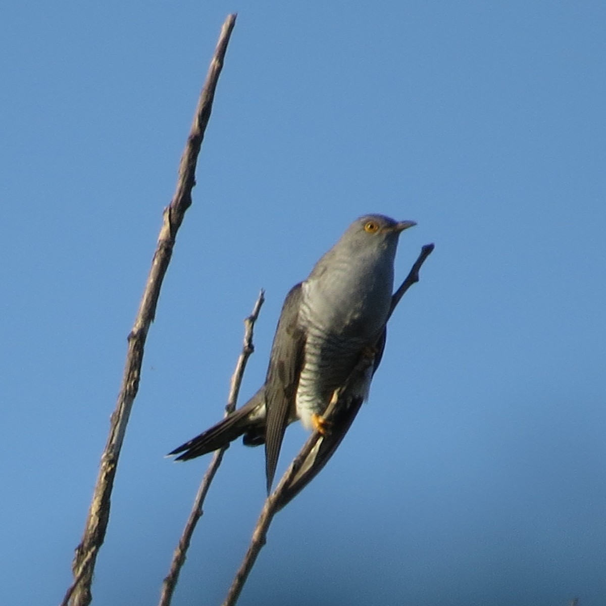 Common Cuckoo - ML59717541