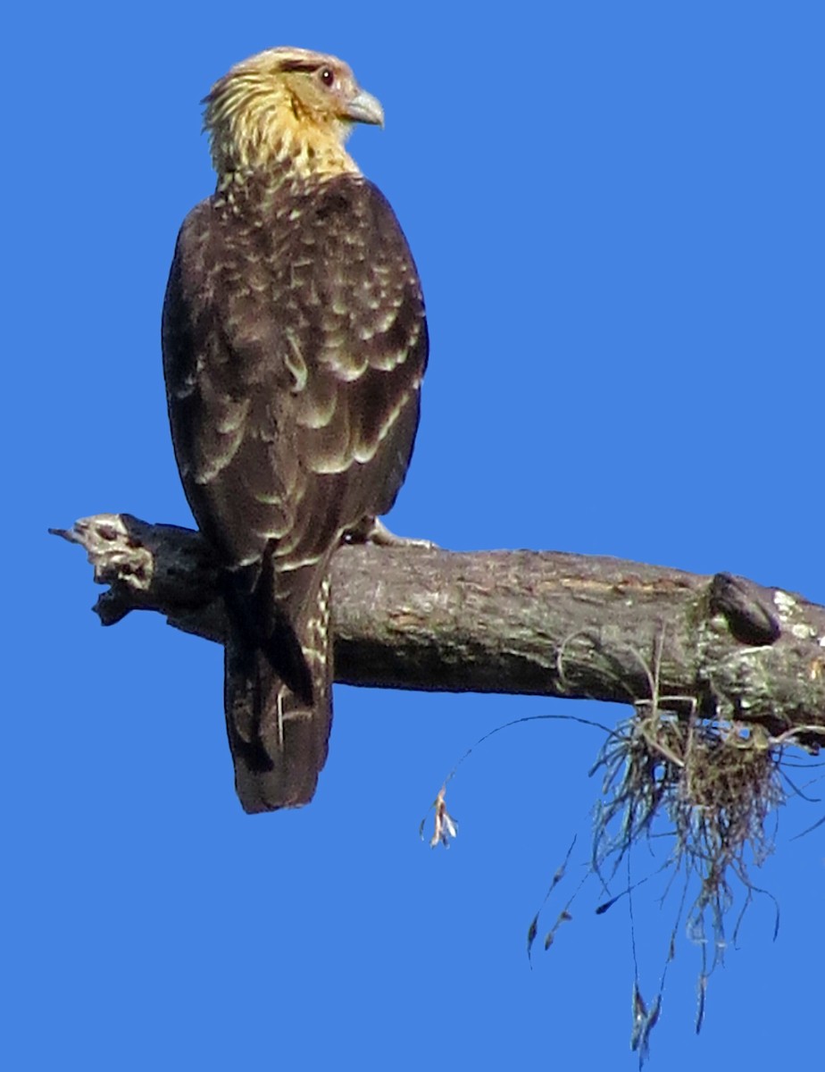 Yellow-headed Caracara - Diane Drobka