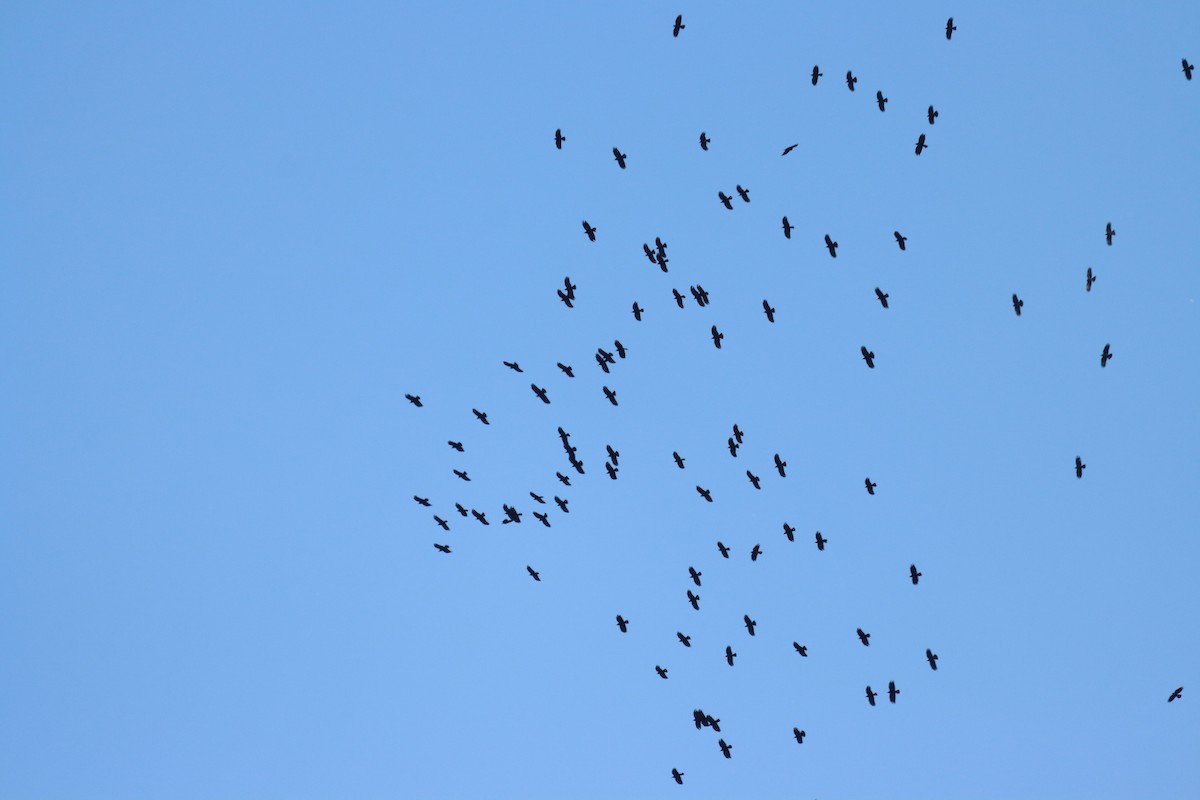 Red-billed Chough - ML597175771