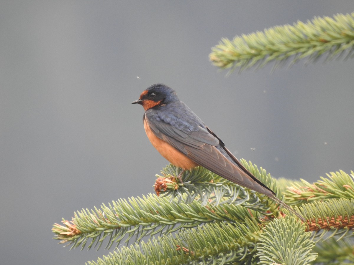 Barn Swallow - Victoria Vosburg