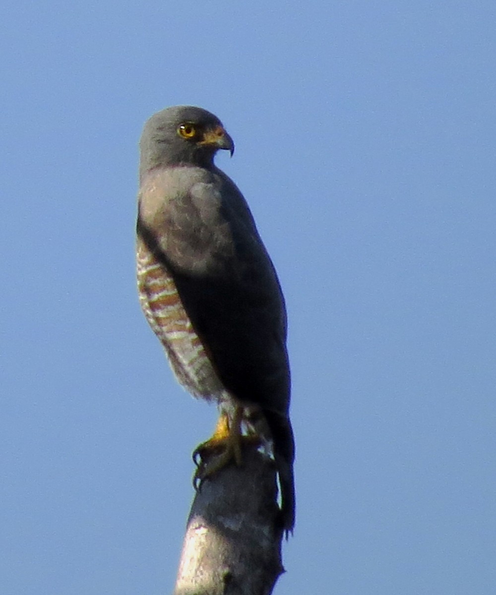 Roadside Hawk - Diane Drobka