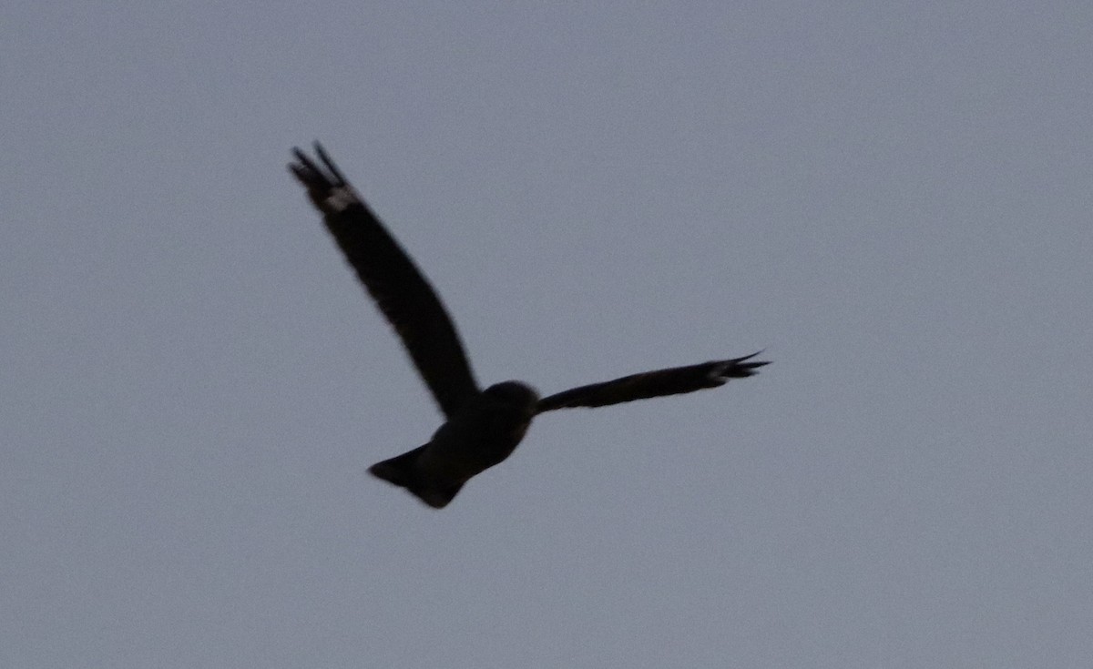 Eurasian Nightjar - ML597176091