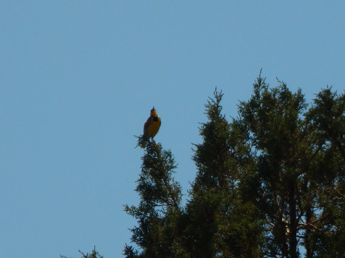 Western Meadowlark - ML597176141