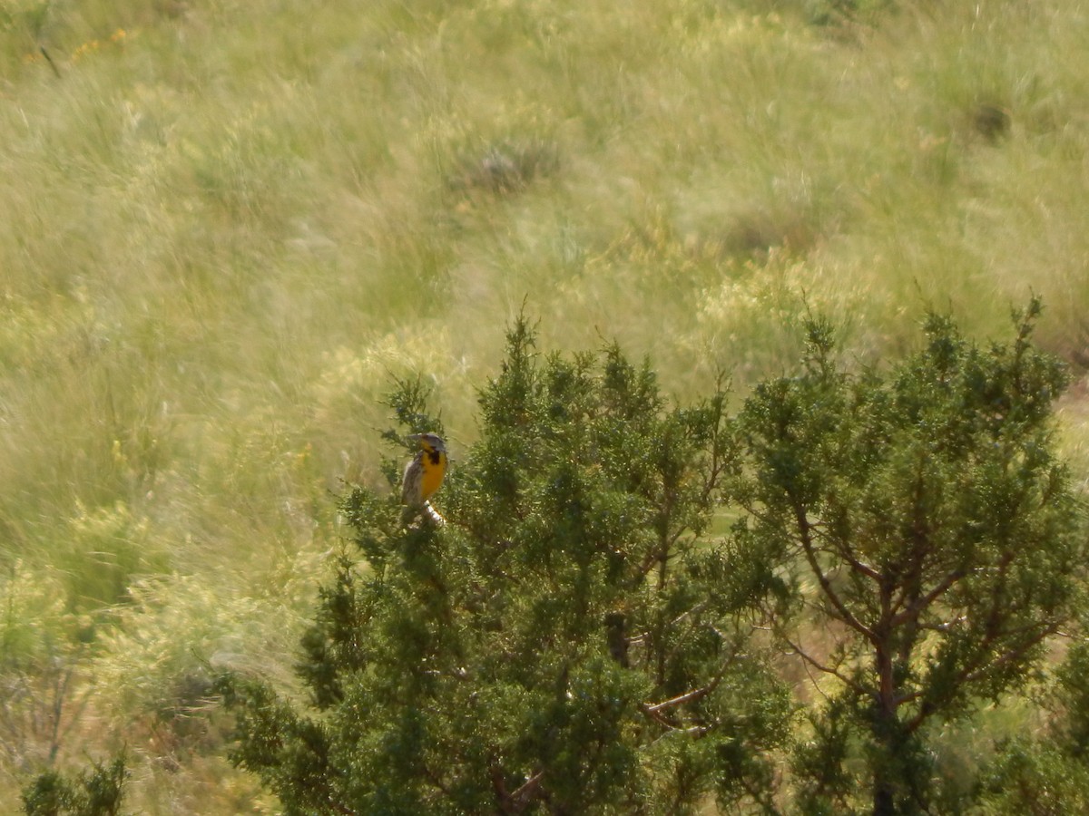 Western Meadowlark - ML597176151