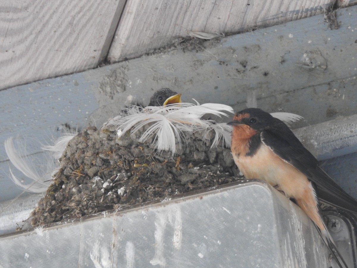 Barn Swallow - Victoria Vosburg