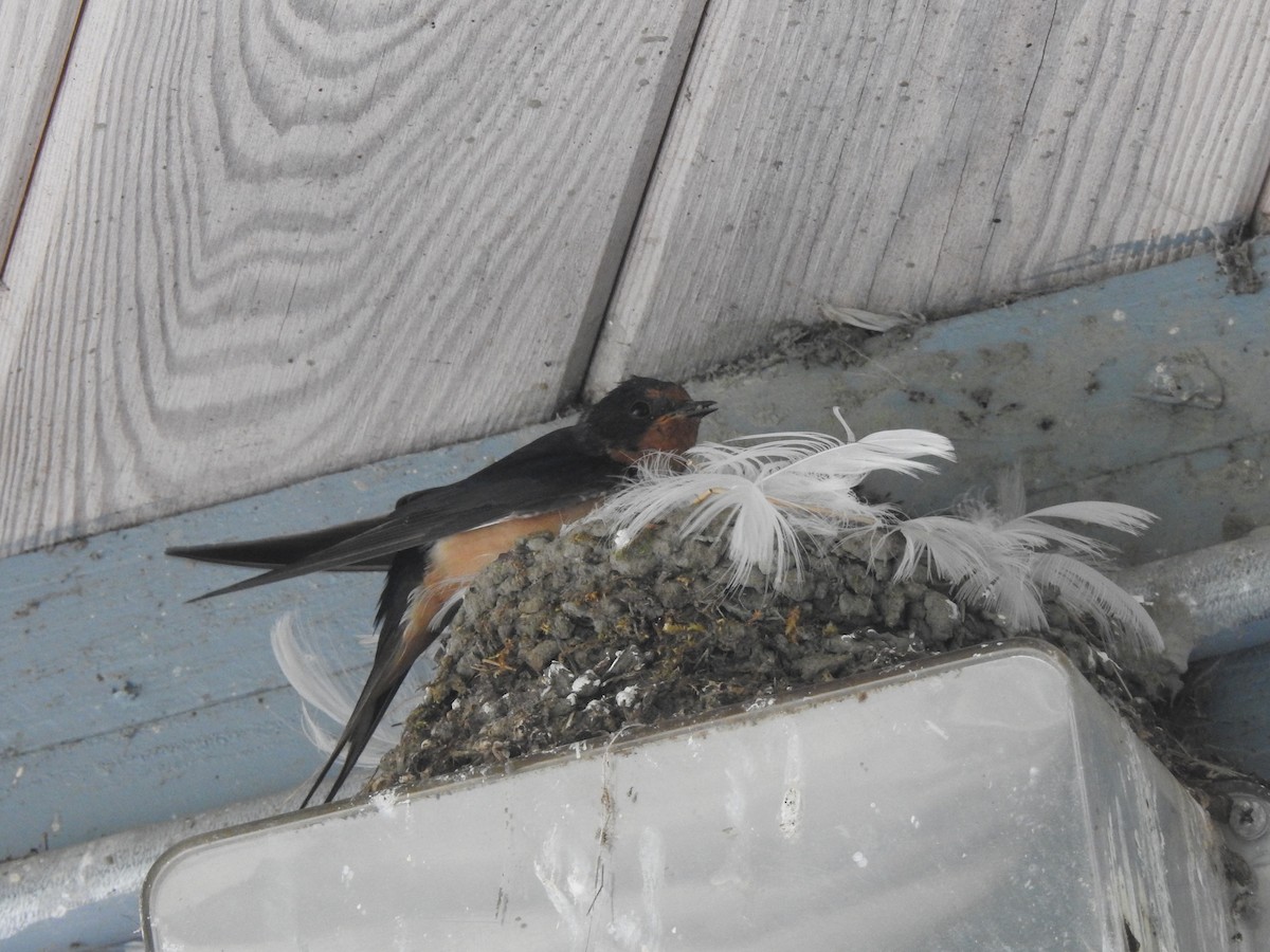 Barn Swallow - Victoria Vosburg