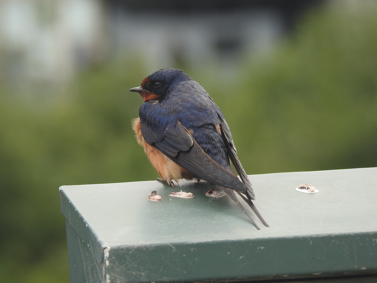 Barn Swallow - Victoria Vosburg