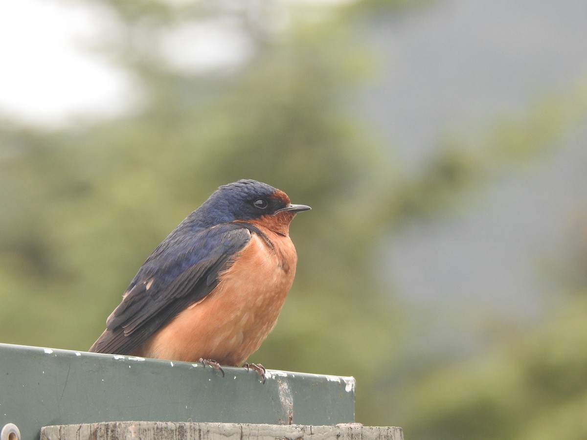 Barn Swallow - Victoria Vosburg