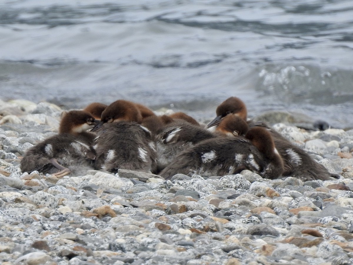 Common Merganser - Victoria Vosburg