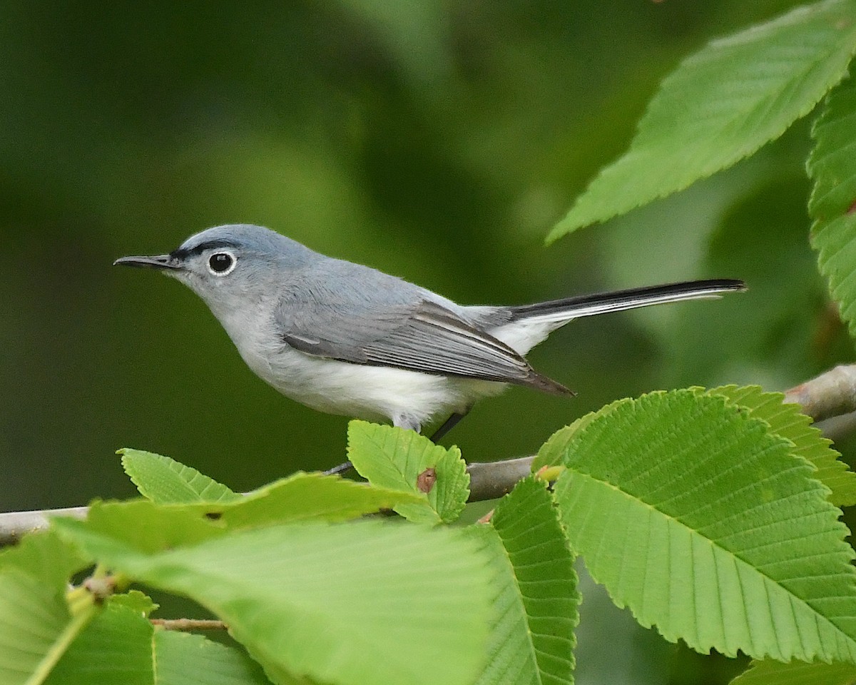 Blue-gray Gnatcatcher - ML597177081