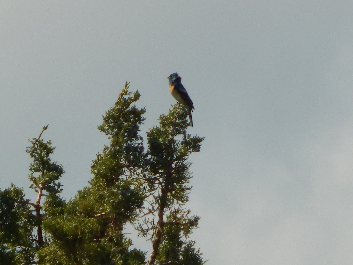 Lazuli Bunting - ML597177111