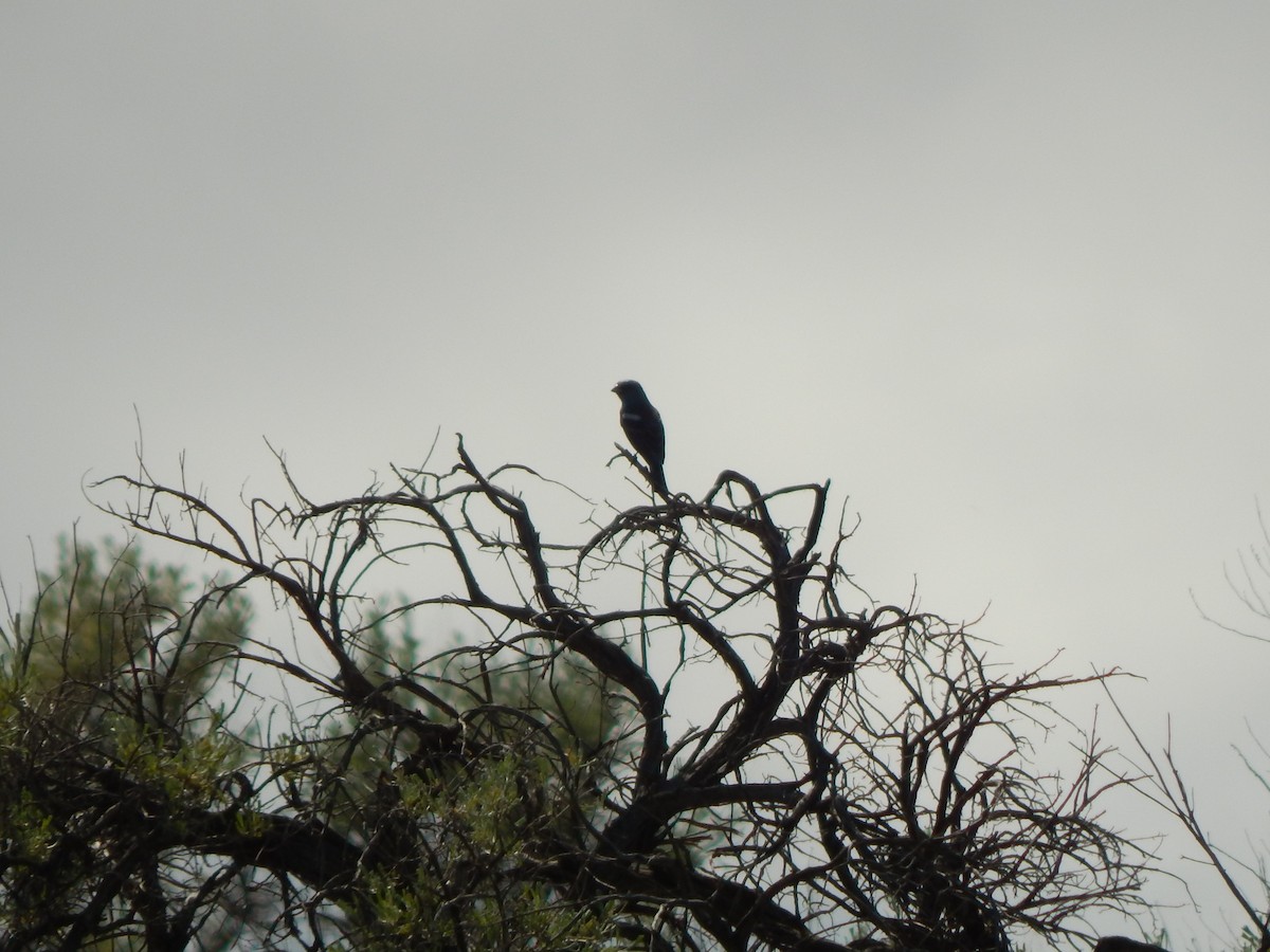 Lazuli Bunting - ML597177121