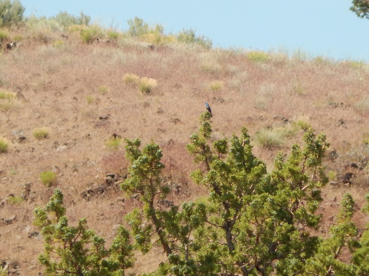 Lazuli Bunting - ML597177131