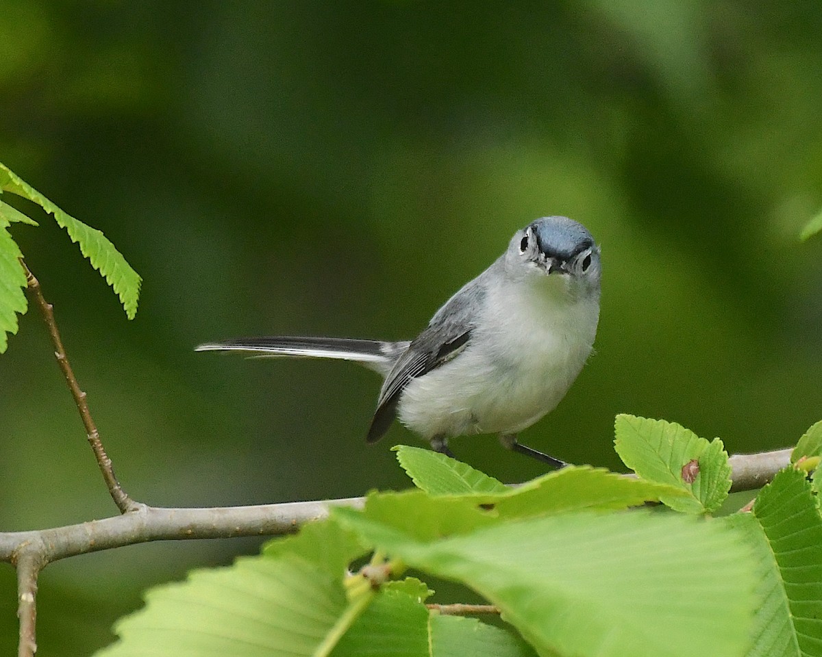 Blue-gray Gnatcatcher - ML597177201