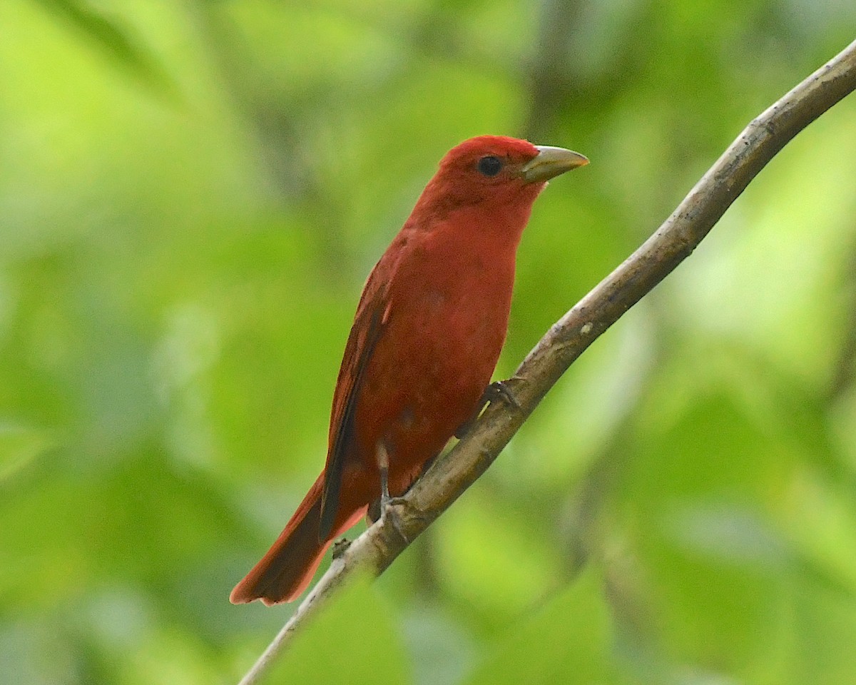 Summer Tanager - ML597177351