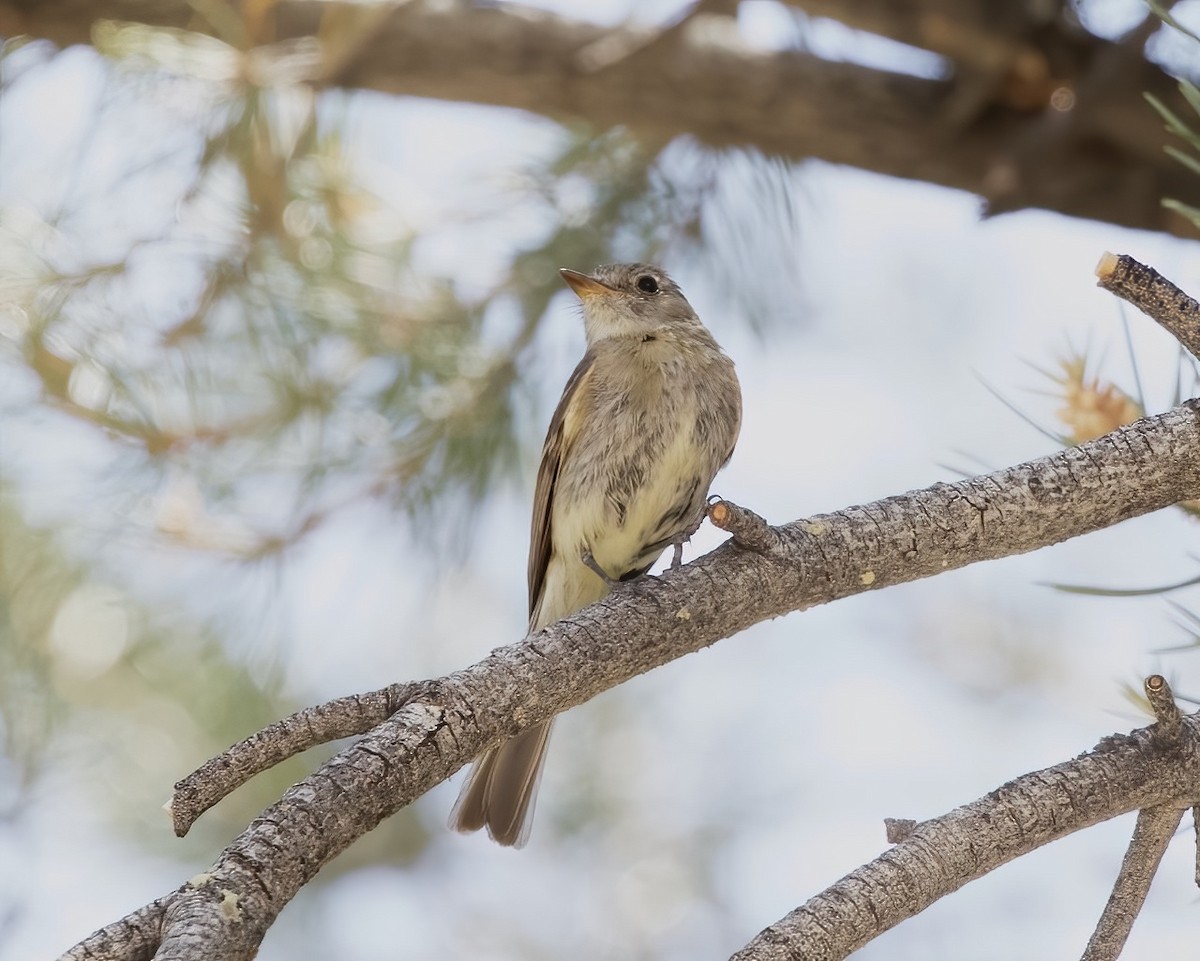 Dusky Flycatcher - Terence Degan