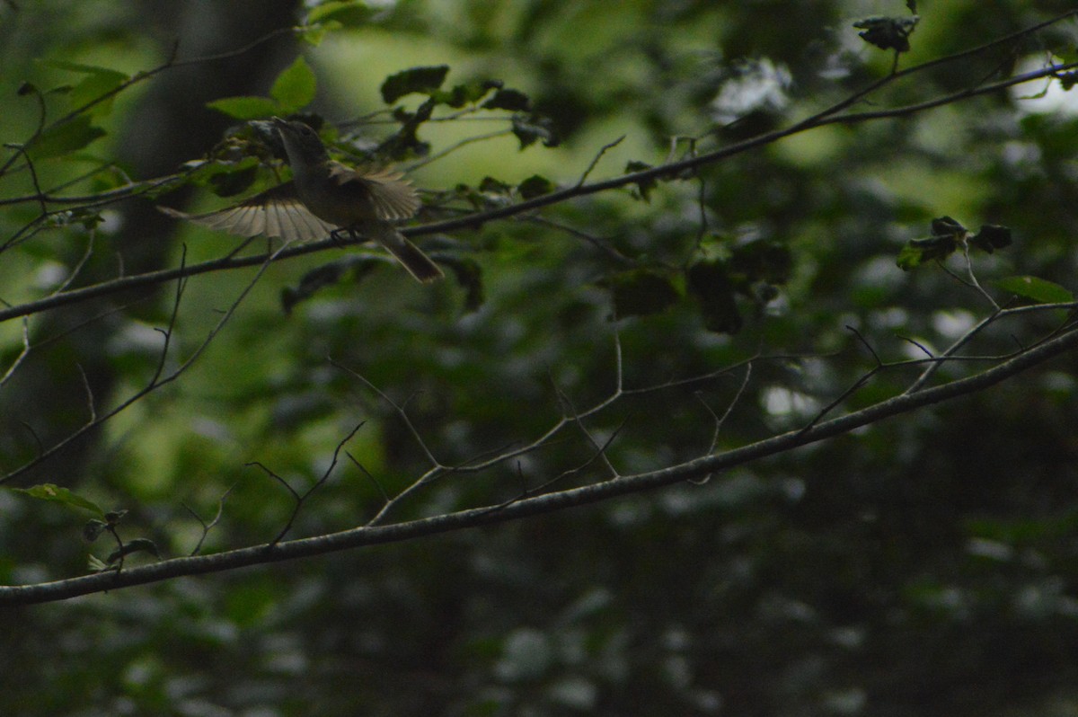 Acadian Flycatcher - John Mitchell