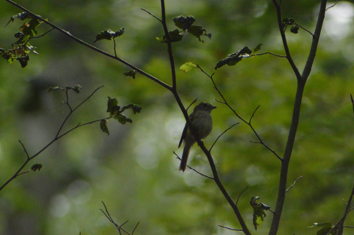 Acadian Flycatcher - ML597177661