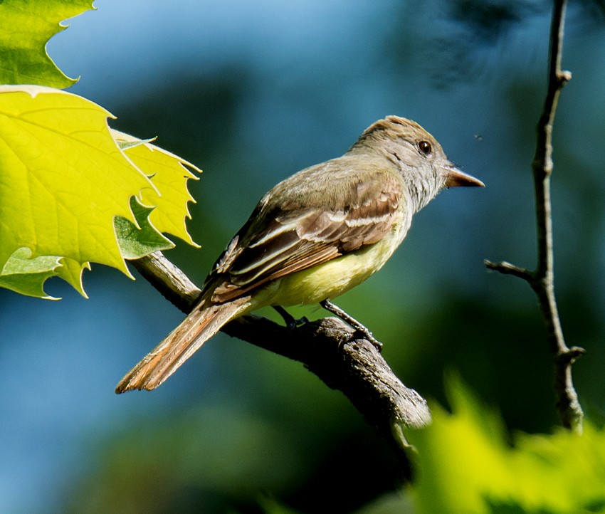 Great Crested Flycatcher - ML59717771