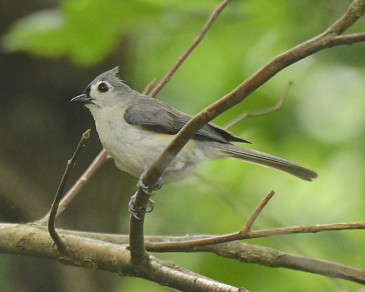 Tufted Titmouse - ML597177811