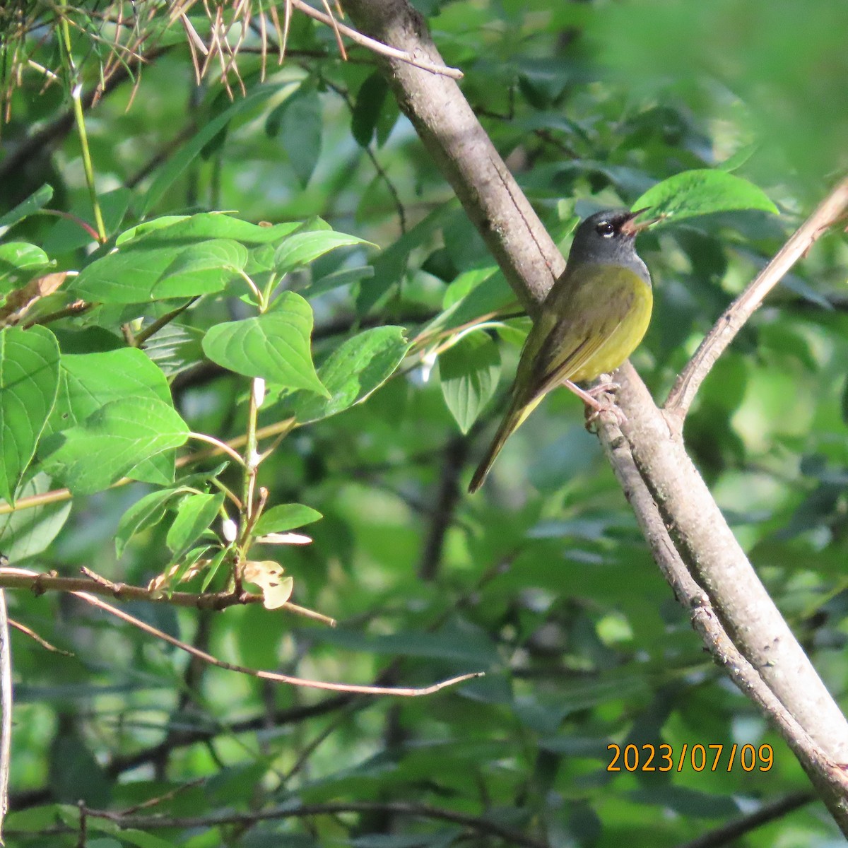 MacGillivray's Warbler - ML597177891