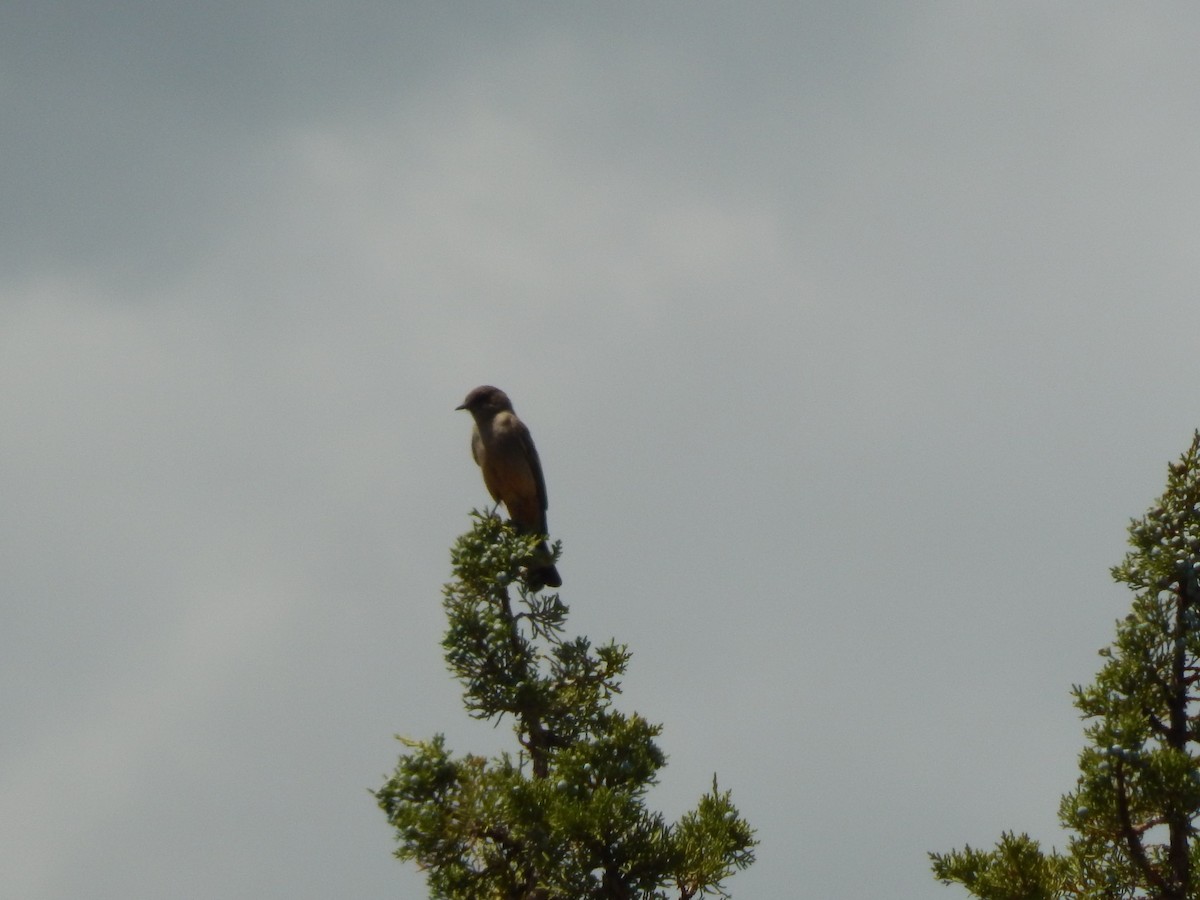 Say's Phoebe - Robin Haight