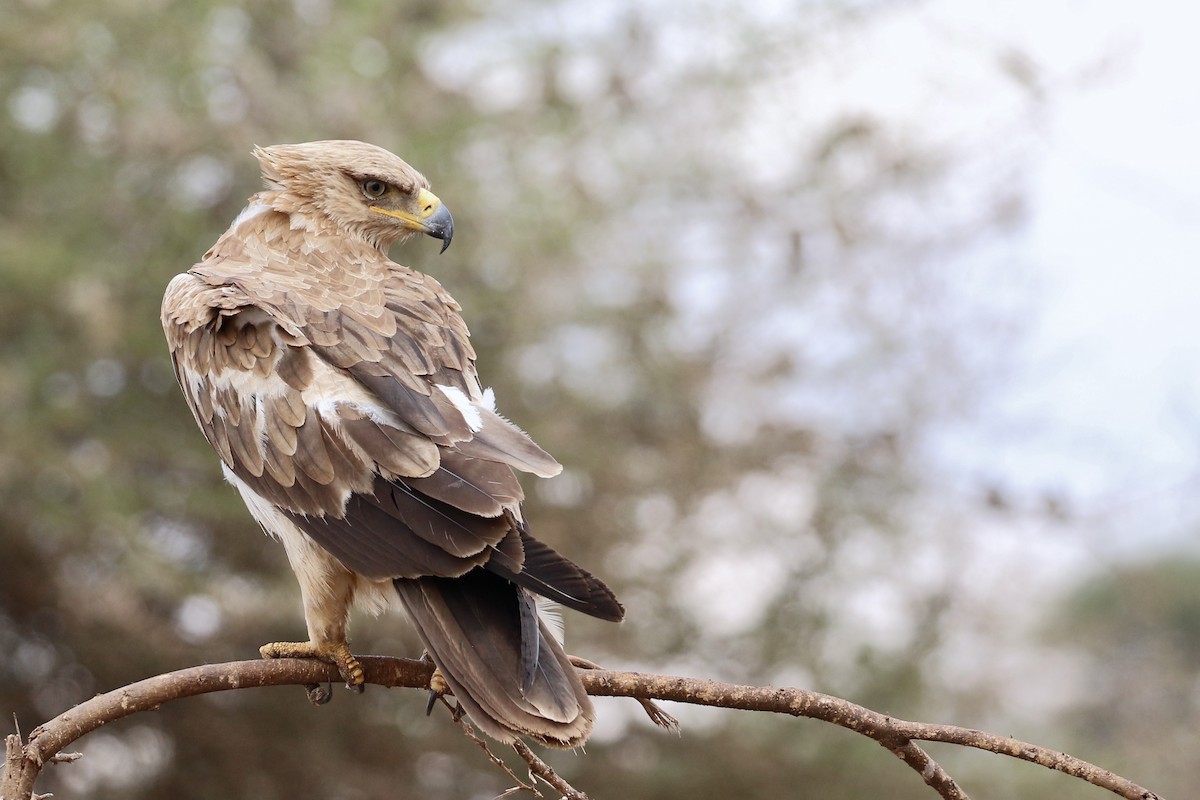 Tawny Eagle - ML597178271