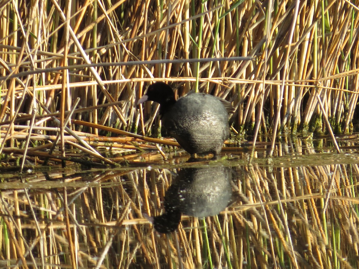 Eurasian Coot - ML59717911