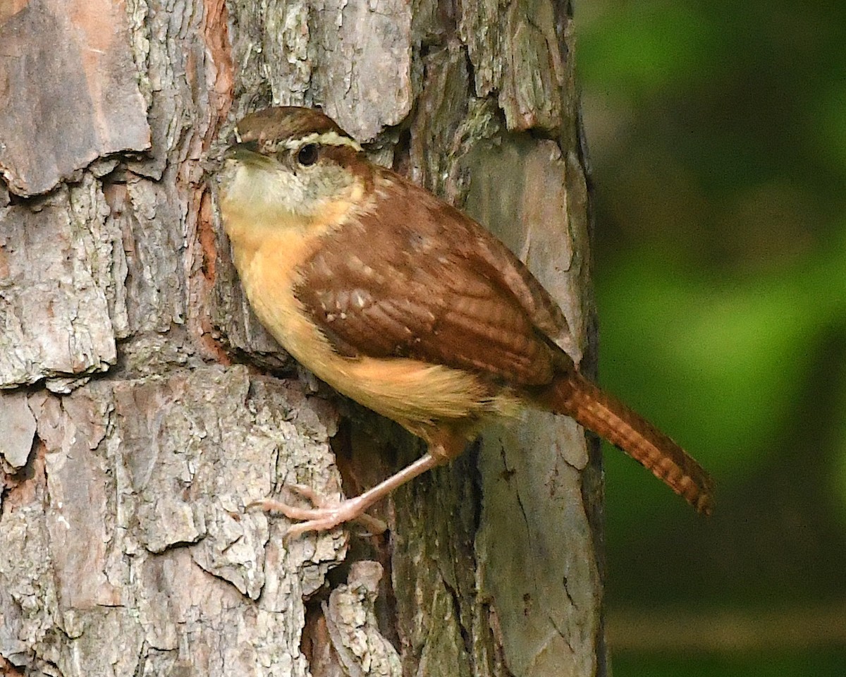 Carolina Wren - ML597179491