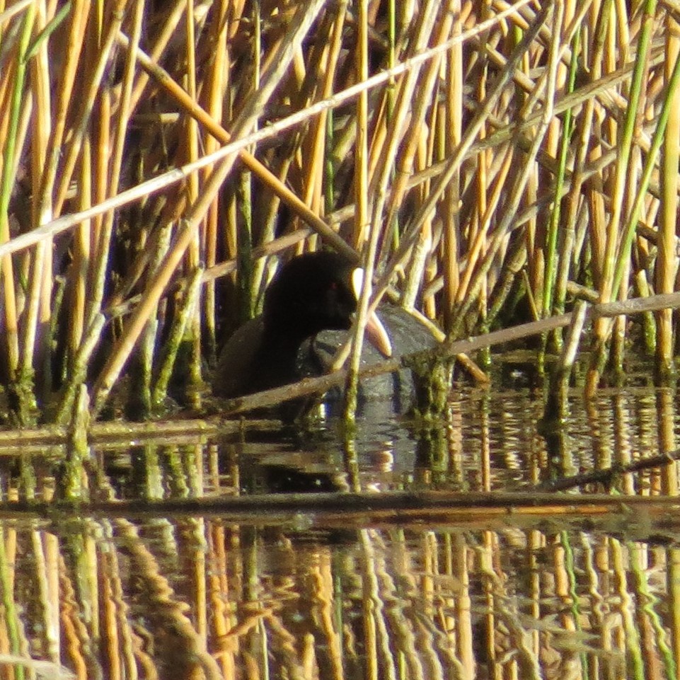 Eurasian Coot - ML59718001