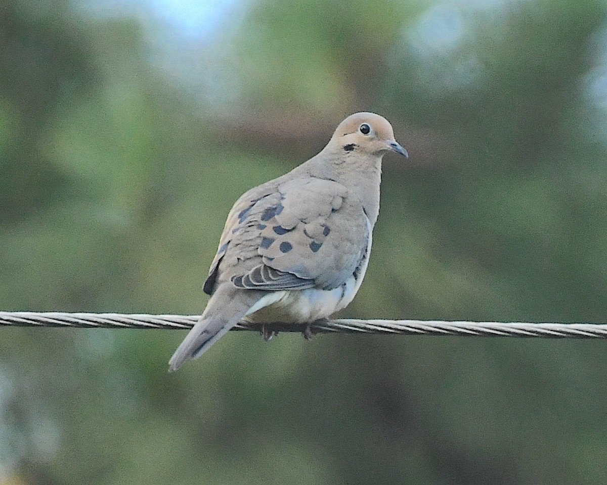 Mourning Dove - ML597180081