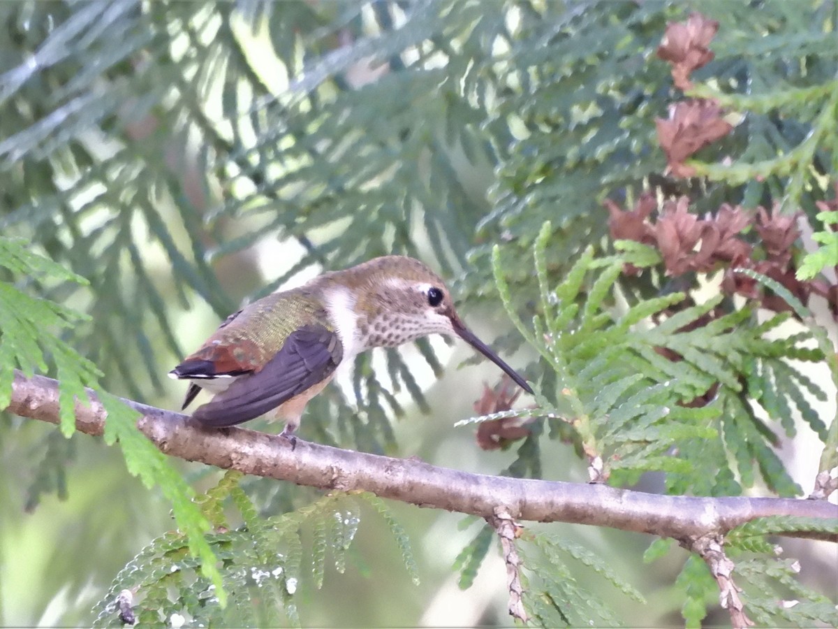Rufous Hummingbird - ML597180271