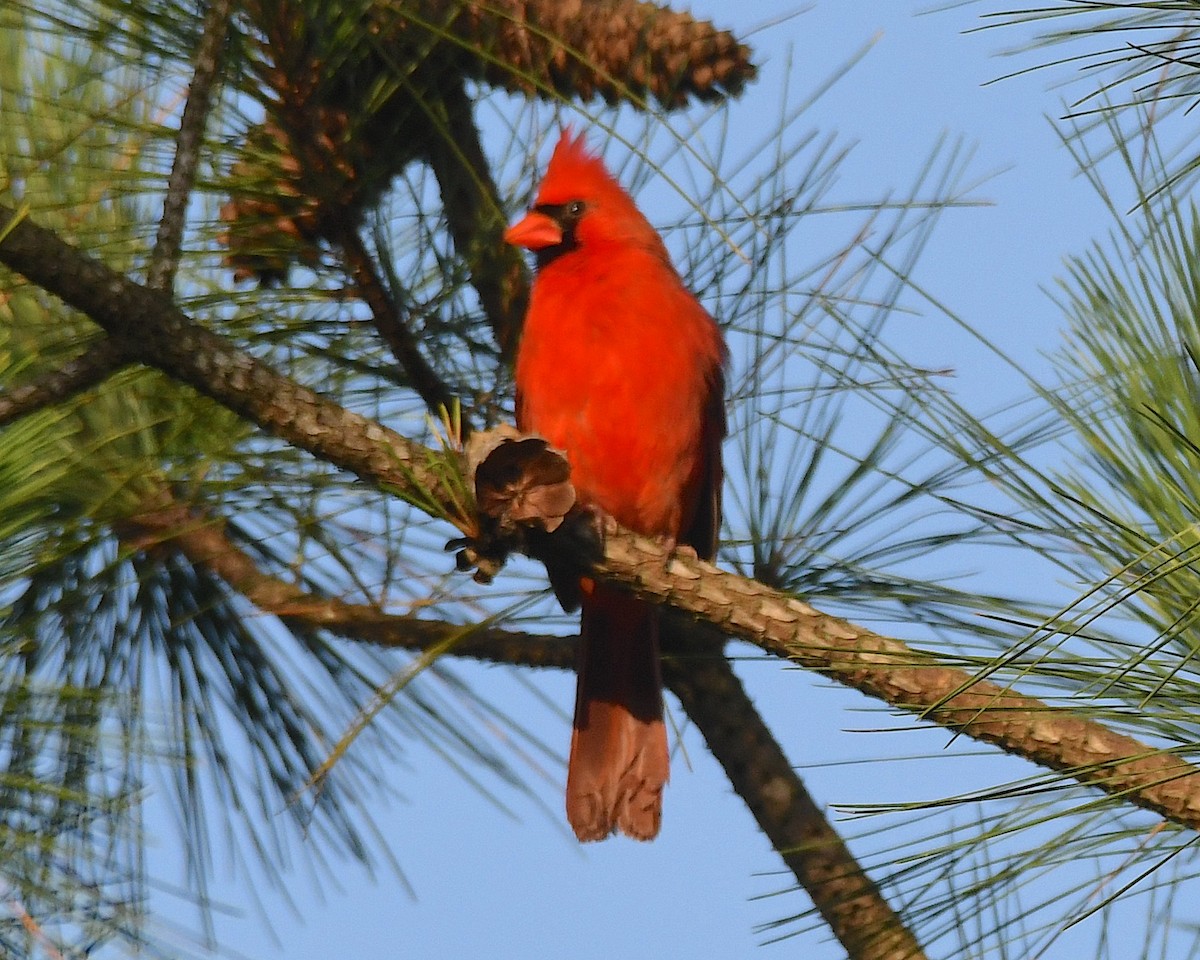 Cardinal rouge - ML597180601