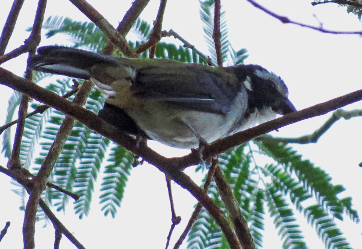 Black-winged Saltator - ML597180701