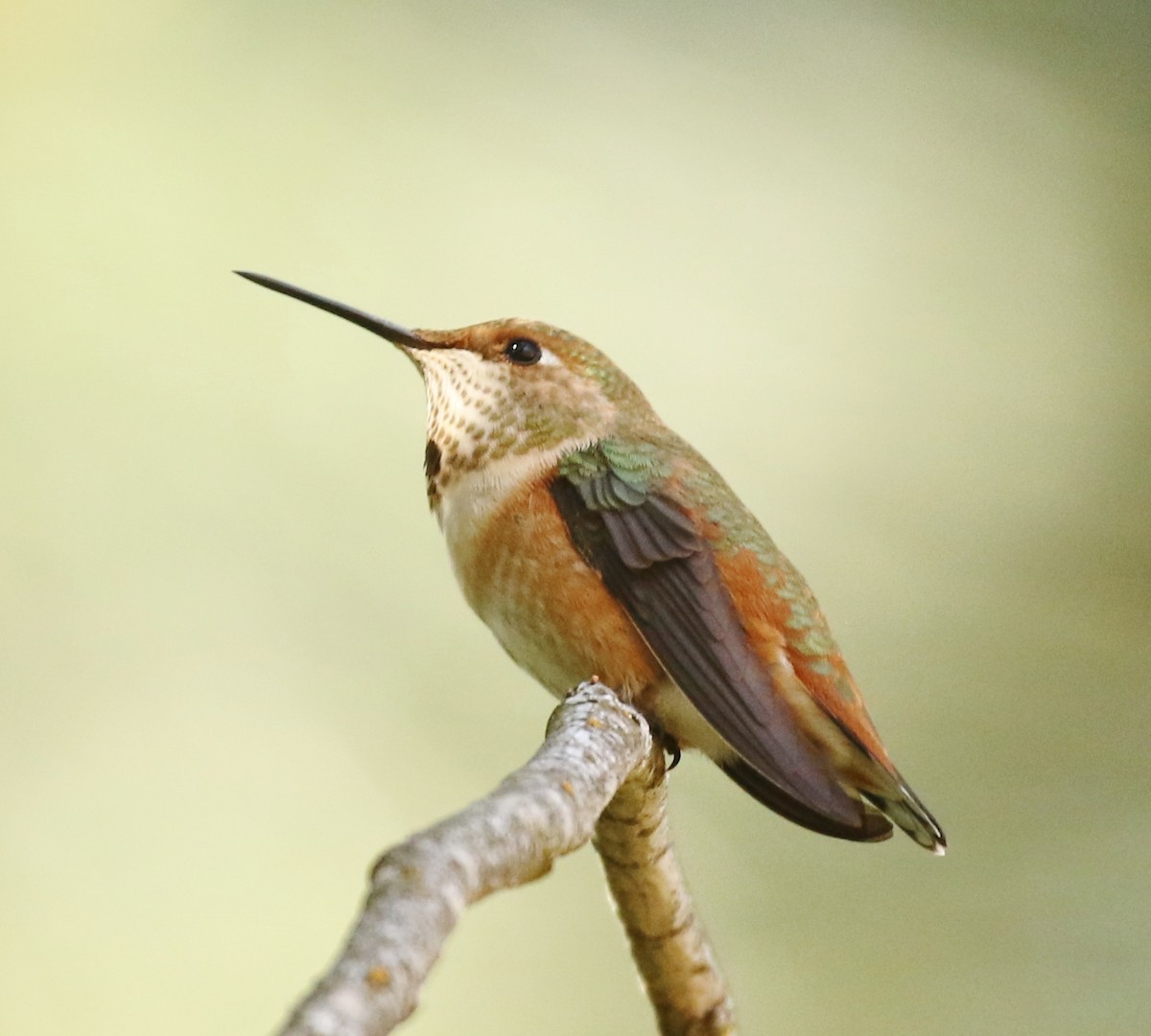 Rufous Hummingbird - ML597180711