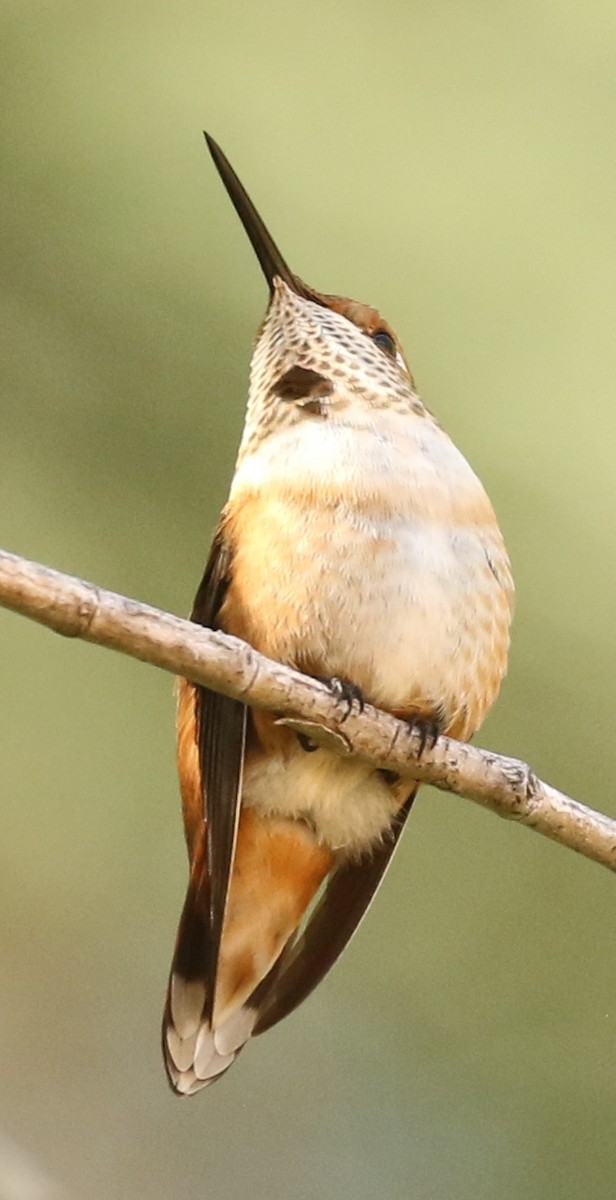 Rufous Hummingbird - ML597180721
