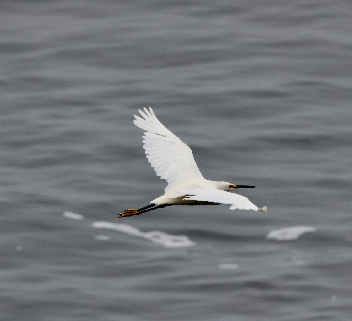 Snowy Egret - ML597182921