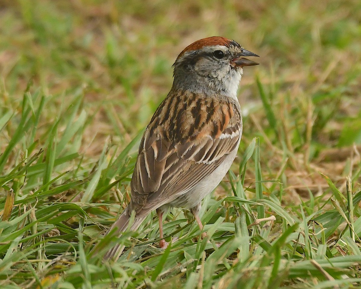 Chipping Sparrow - ML597183011