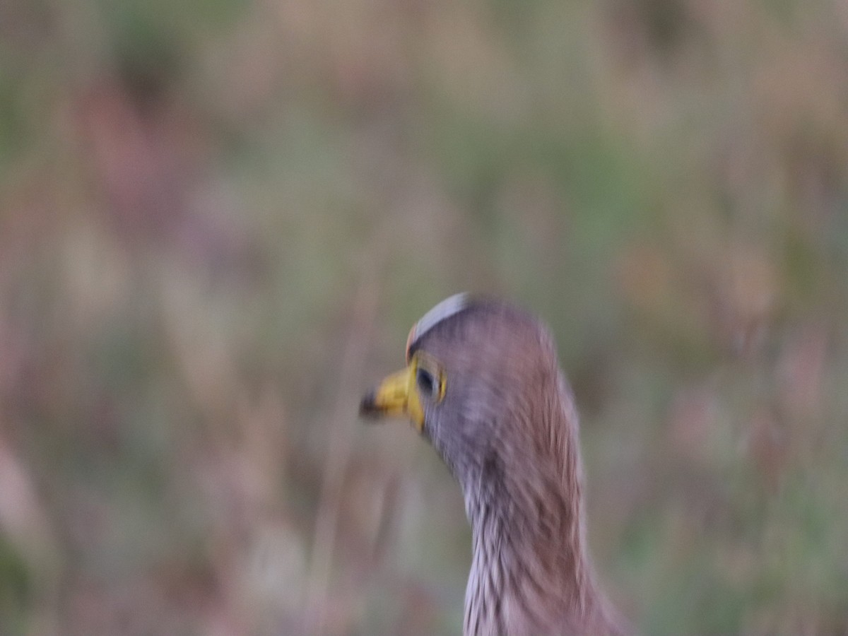 Wattled Lapwing - ML597183031