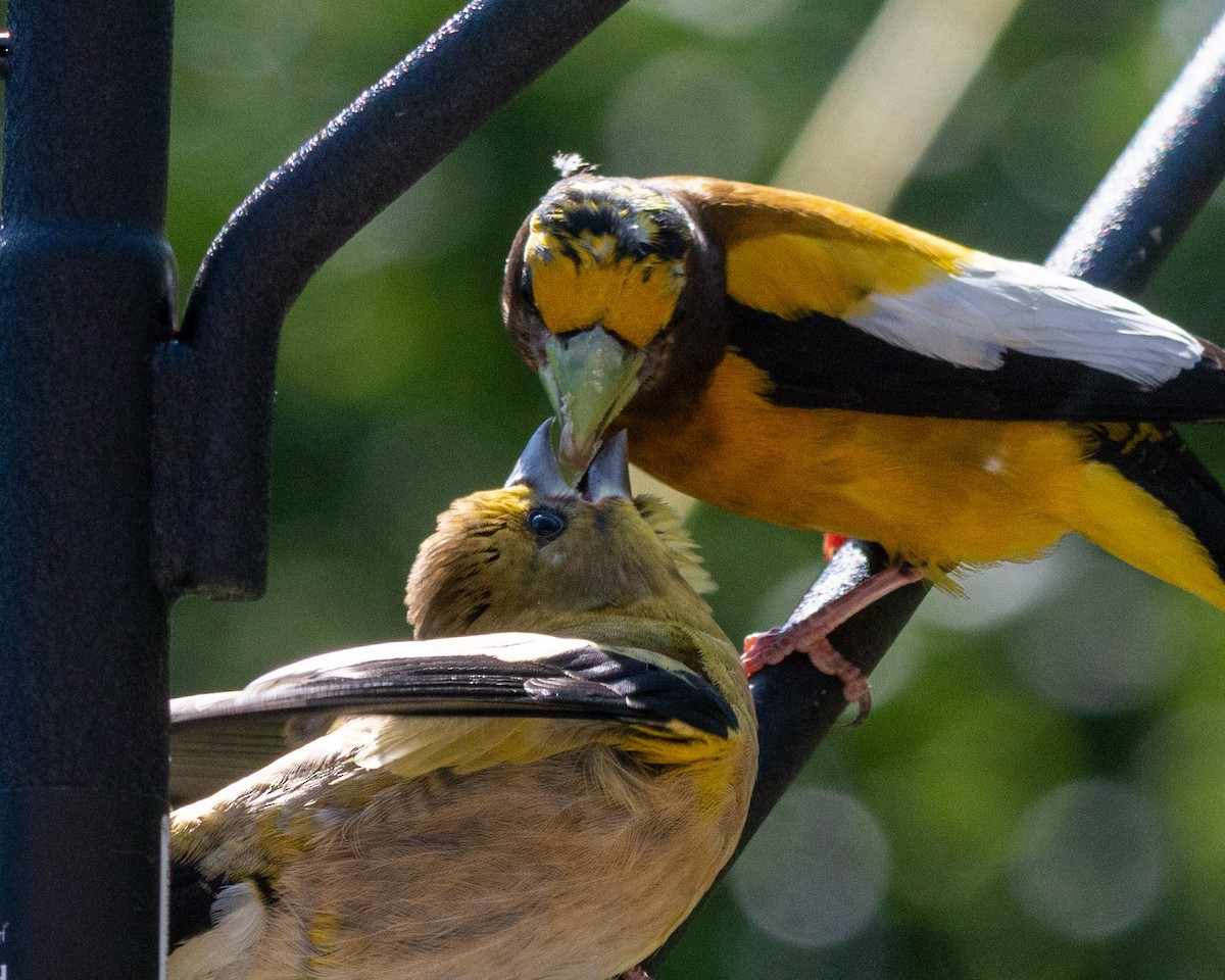 Evening Grosbeak - ML597183231