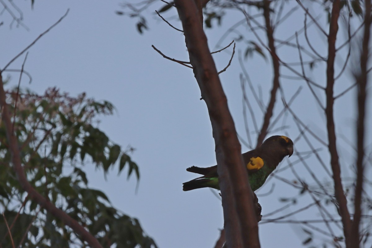 Meyer's Parrot - ML597183261